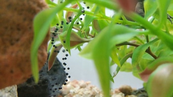 Los trabajos de conservación permitieron