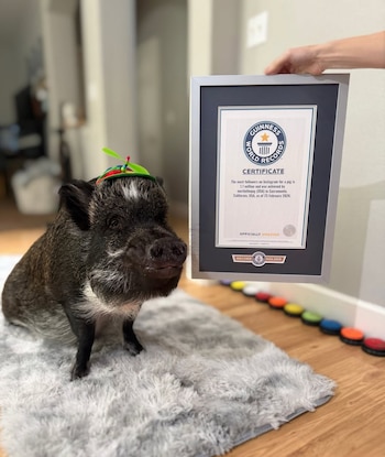 Merlin el chancho
