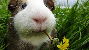 El MIDAGRI publica proyecto de