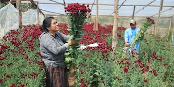 Una mujer y un hombre sostienen manojos de flores rojas en un cultivo protegido por plásticos y postes de madera