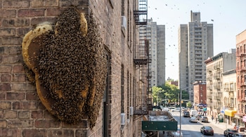Primer plano de un gran panal de abejas en una pared de ladrillo. Cientos de abejas cubren el panal y la pared. Al fondo, edificios y una calle.