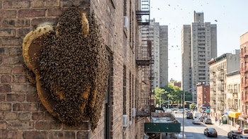 Qué hacer y cómo sobrevivir ante el ataque de un enjambre de abejas