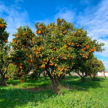 El mandarino produce flores aromáticas en primavera y sus frutos maduran entre noviembre y enero, según la variedad