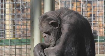 Toti es uno de los últimos chimpancés en cautiverio en Argentina y será trasladado a un santuario especializado en Inglaterra tras una sentencia judicial
(Fundacion Franz Weber)