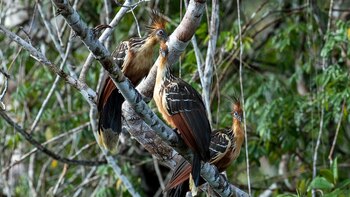 Un relator de la ONU