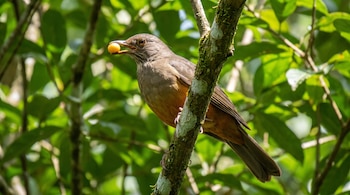 Pájaro con plumaje café y anaranjado posado en una rama con musgo, sujeta una baya amarilla en su pico. Fondo de hojas verdes.