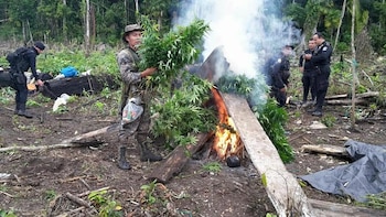 En 2018 se informó sobre la erradicación de más de 95 mil plantas de marihuana en el caserío Ixmucané, de Las Cruces, Petén.