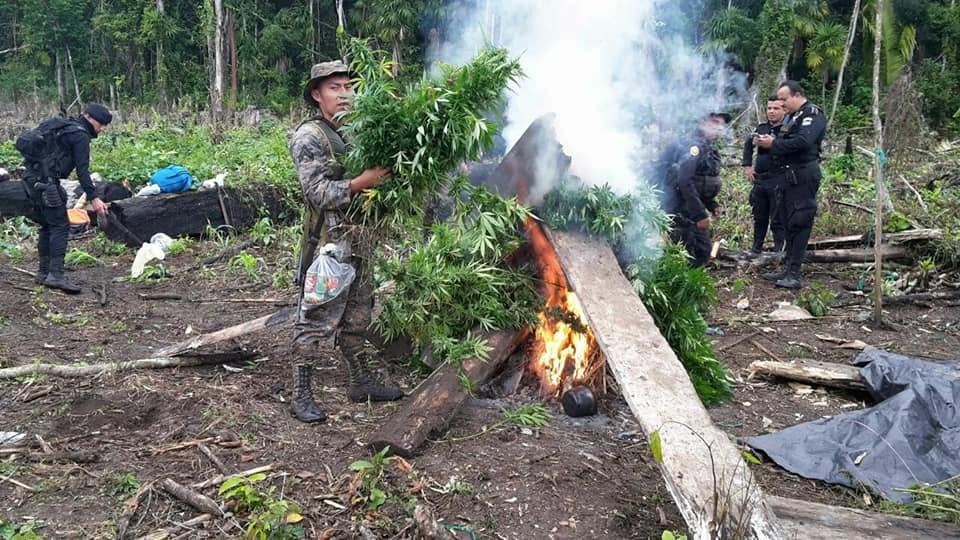 En 2018 se informó sobre la erradicación de más de 95 mil plantas de marihuana en el caserío Ixmucané, de Las Cruces, Petén.