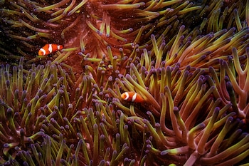 La Gran Barrera de Coral,