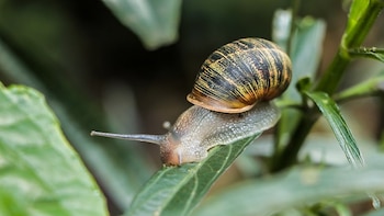 Más de 700 kilos de caracol africano se han recolectado en Valle de Aburrá en lo que va del 2026: esto debe hacer si encuentra uno