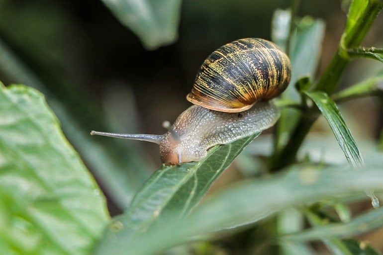 Más de 700 kilos de caracol africano se han recolectado en Valle de Aburrá en lo que va del 2026: esto debe hacer si encuentra uno