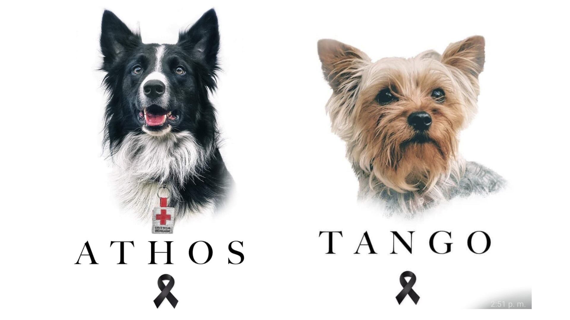 Tribunal de Querétaro reduce condena al responsable del envenenamiento de los perros rescatistas Athos y Tango