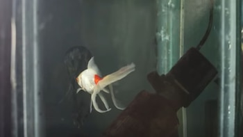 Un pez blanco con mancha naranja y aletas largas nada en una pecera. El fondo es oscuro y muestra un objeto tubular negro a la derecha