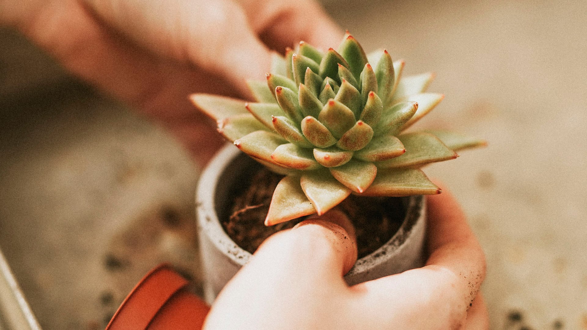 La diversidad del microbioma intestinal aumenta con dietas más variadas en frutas, verduras y hierbas frescas (Freepik)