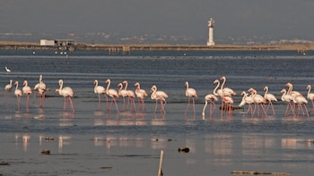 SEO/Birdlife conmemora el Día Mundial