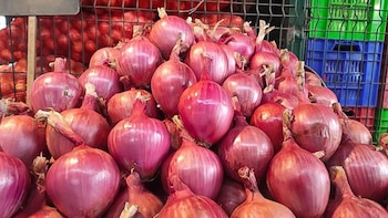 Desembolsan $832,300 para apoyar a productores de cebolla en Panamá