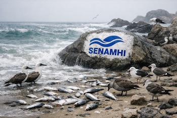 Playa rocosa con aves marinas, muchos peces muertos en la orilla, mar con olas y espuma, roca con el logo de SENAMHI y cielo nublado.