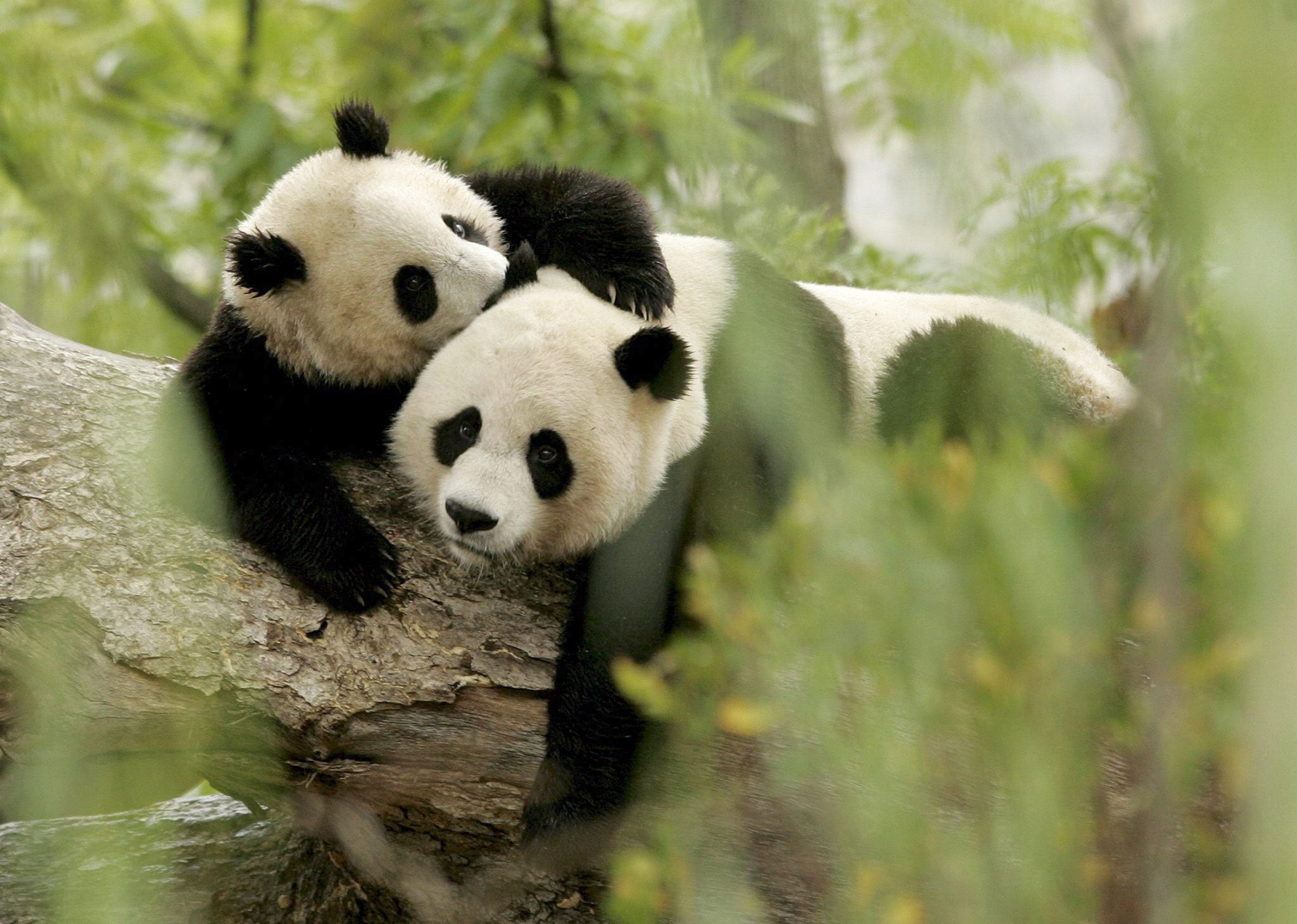 El oso panda. (Matthew Cavanaugh/EFE)