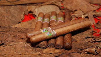 República Dominicana impulsa el riego tecnificado en el tabaco, un sector que exporta más de USD 1,300 millones al año
