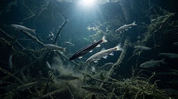 Varios peces plateados nadan en agua oscura entre ramas y raíces sumergidas bajo un haz de luz superior.