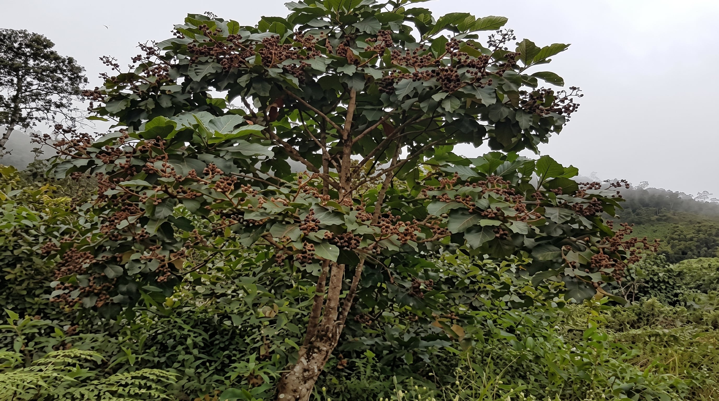 El árbol de la quina, presente en el Escudo Nacional, es una especie emblemática del Perú reconocida por el uso medicinal de su corteza contra la malaria. (Crédito: Agencia Andina) (Imagen Ilustrativa Infobae)