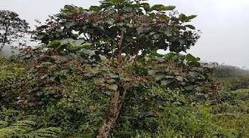 Árbol de hojas verdes y racimos de frutos marrones secos en medio de arbustos y plantas con un fondo montañoso y nublado.