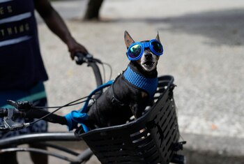 Un perro en una bicicleta
