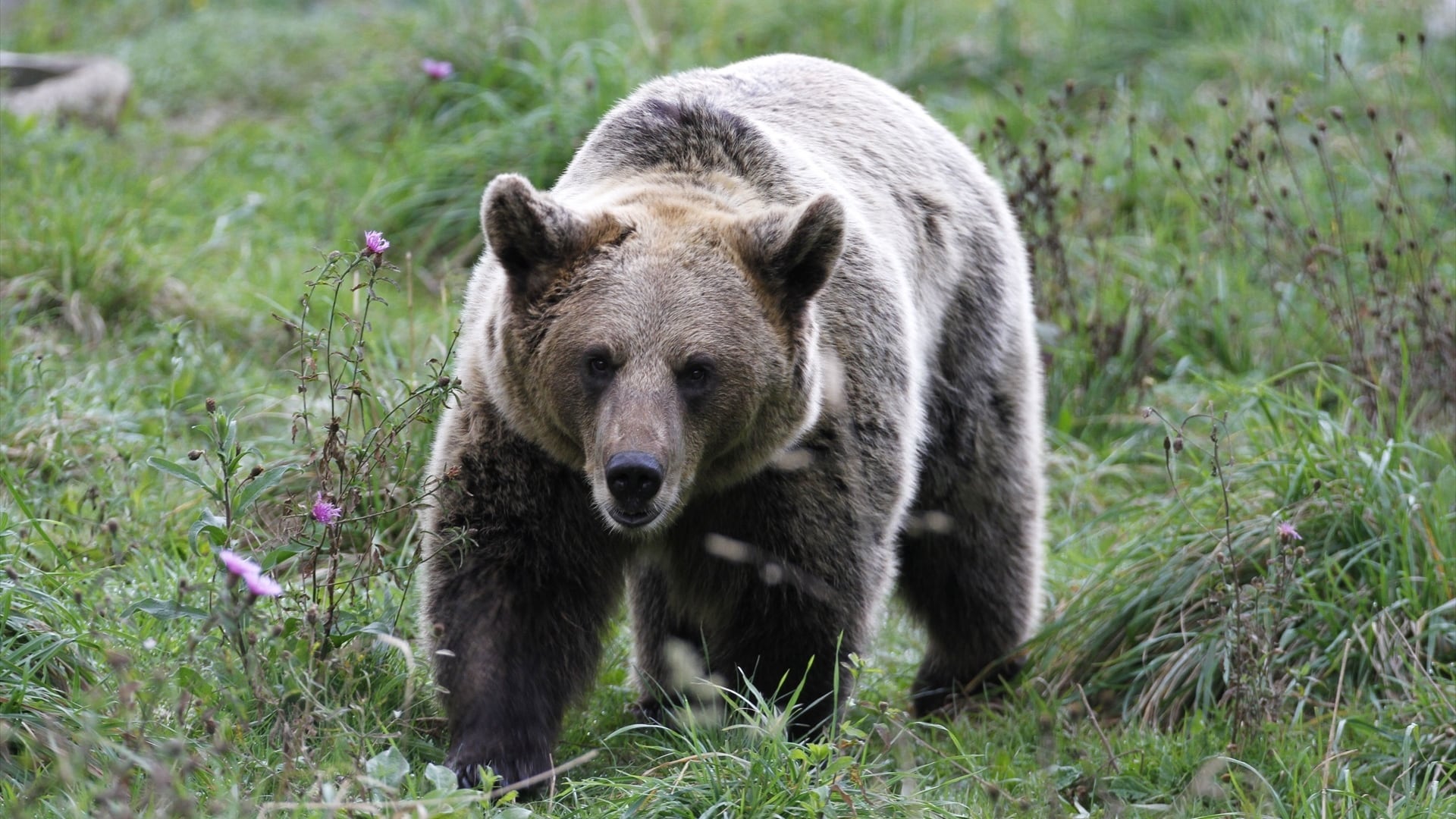 La población de osos pardos en la Cordillera Cantábrica superó los 400 ejemplares en 2025 tras dos décadas de conservación (Europa Press)