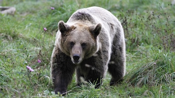 Cómo la presencia humana afecta