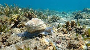 Un caracol marino de cuerpo gris punteado y concha clara se desplaza por el fondo marino arenoso entre corales.