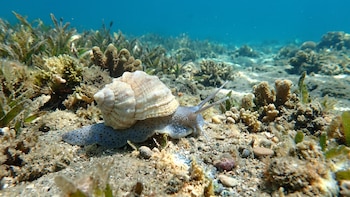 Un ancestro común de más de 60 millones de años podría reescribir la historia evolutiva de las 16.000 especies de caracoles marinos