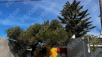 Batalla entre vecinos por una araucaria: la Justicia obliga a la dueña del árbol a limpiar la casa de al lado después de cada tormenta