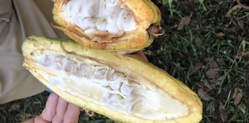 El cacao en grano crudo alcanzó exportaciones por USD 223 millones.