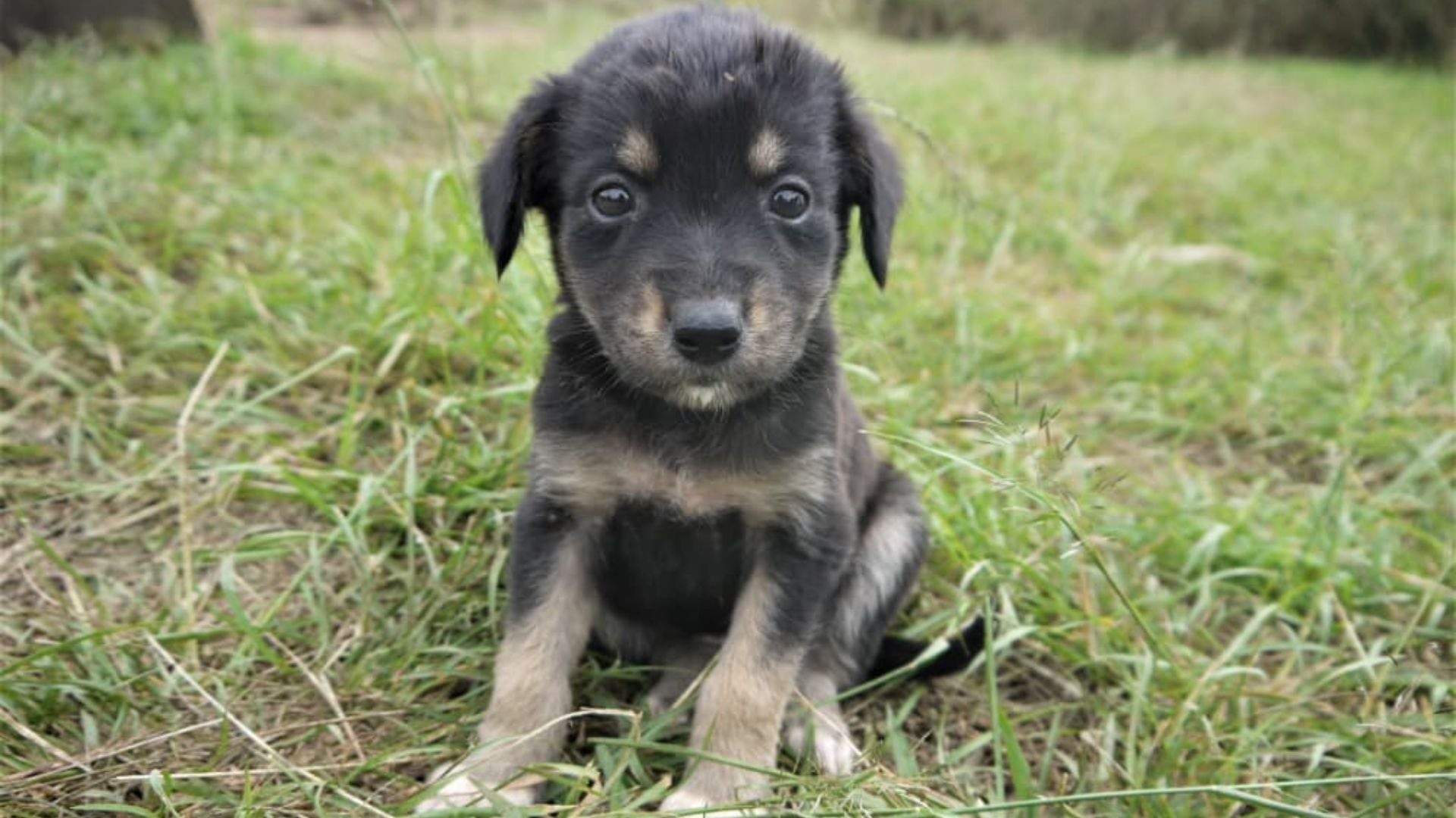 El estudio del Royal Veterinary College de Londres revela que la falta de información incrementa los problemas de adaptación y abandono de perros (cedida)