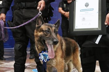 "Drako", a partir del 2009,