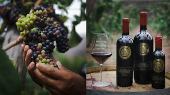 Vino cusqueño entre los mejores del 2026: etiqueta obtuvo 95 puntos de famoso crítico y destaca labor de mujeres en la cosecha