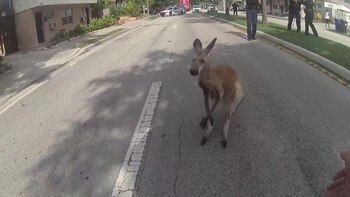 Así registró la policía la
