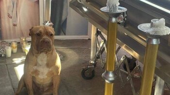 Rocko esperando el regreso de