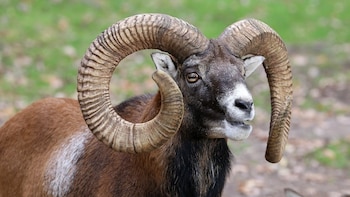 Durante el franquismo liberaron 13 ejemplares de un animal en Canarias para cazarlo: ahora es una especie invasora que amenaza la fauna única de Tenerife