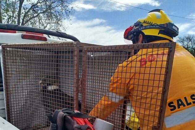 El cóndor andino fue hallado en el paraje Bajo de los Corrales en Salsacate con una lesión en el ala derecha