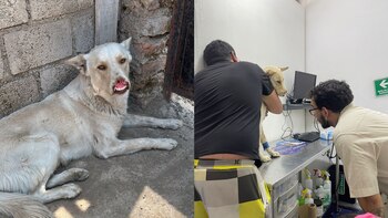 El tratamiento de Olaf incluye