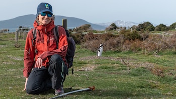 Pingüinos Papúa en Argentina