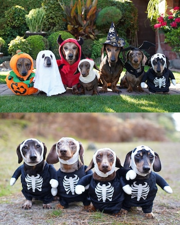 Barney, Benji, Monty, Ozzie y Bexley posaron con sus disfraces de Halloween