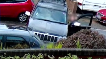 Un perro al volante chocó