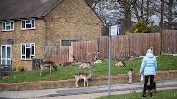 En abril de 2000 ciervos