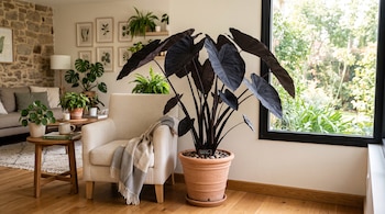 Planta de hojas oscuras en maceta de barro junto a un sillón beige, mesas de madera con otras plantas y un ventanal hacia un jardín.