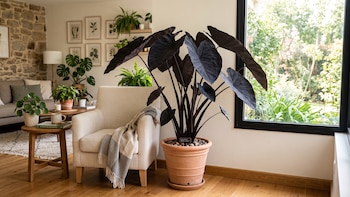 Planta oreja de elefante negra: cómo hacer crecer sus hojas grandes y fuertes para dar un toque místico a tu hogar