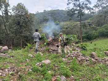 Destrucción de plantíos de marihuana en Nayarit. Crédito: Especial