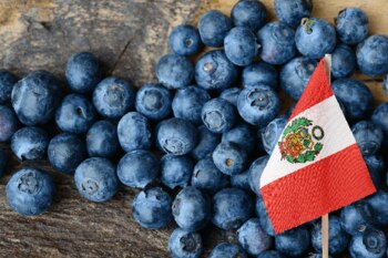 Los arándanos juntaron ventas al