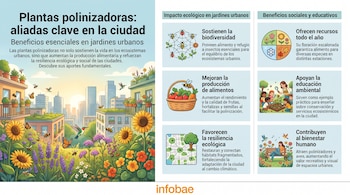 Infografía sobre plantas polinizadoras en la ciudad con ilustraciones de jardines urbanos, abejas, mariposas, colibríes y seis secciones de beneficios. Logotipo de Infobae.